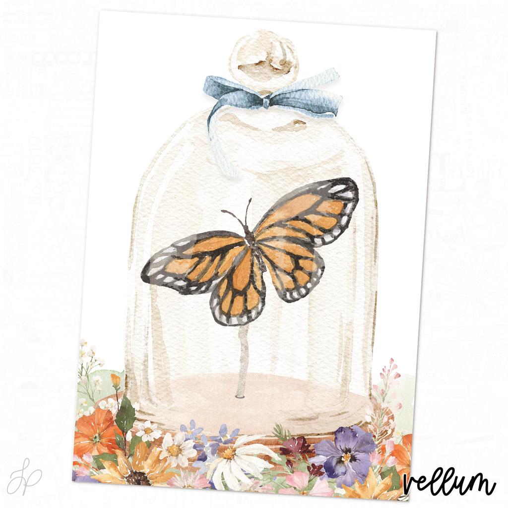 Anne Collection | Vellum 2
