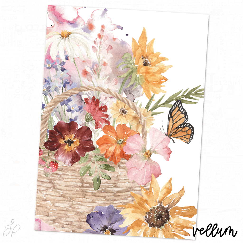 Anne Collection | Vellum 4